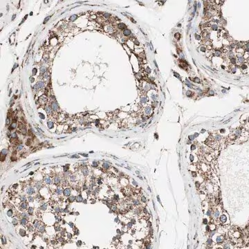 Anti-PCSK4 antibody produced in rabbit, 1 X 100 µL (HPA005572-100UL)