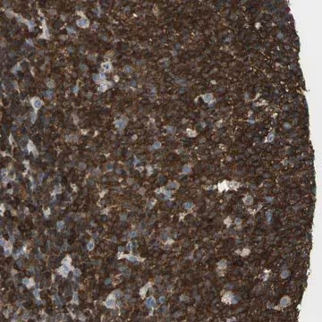 Anti-APBB3 antibody produced in rabbit, 1 X 100 µL (HPA005571-100UL)