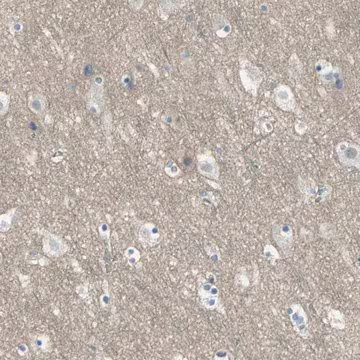 Anti-HTR1F antibody produced in rabbit, 1 X 100 µL (HPA005555-100UL)