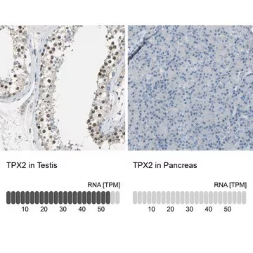 Anti-TPX2 antibody produced in rabbit, 1 X 100 µL (HPA005487-100UL)