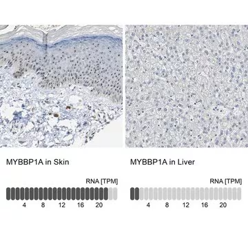 Anti-MYBBP1A antibody produced in rabbit, 1 X 100 µL (HPA005466-100UL)
