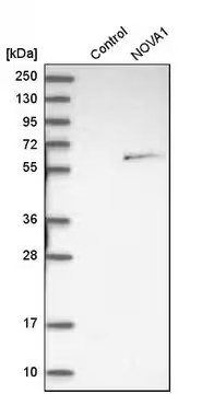 Anti-NOVA1 antibody produced in rabbit, 1 X 100 µL (HPA004155-100UL)