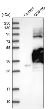 Anti-GNPTG antibody produced in rabbit, 1 X 100 µL (HPA004055-100UL)