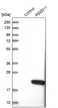 Anti-PDZD11 antibody produced in rabbit, 1 X 100 µL (HPA003972-100UL)