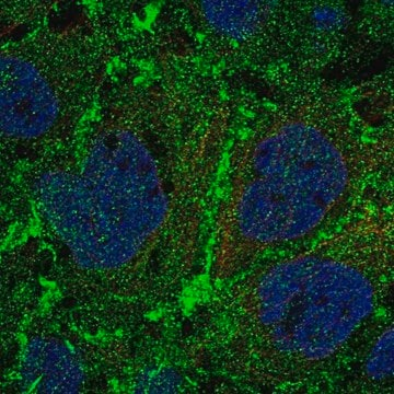 Anti-PTPRM antibody produced in rabbit, 100 µL (HPA003891-100UL)