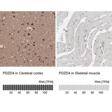 Anti-PDZD4 antibody produced in rabbit, 1 X 100 µL (HPA003878-100UL)