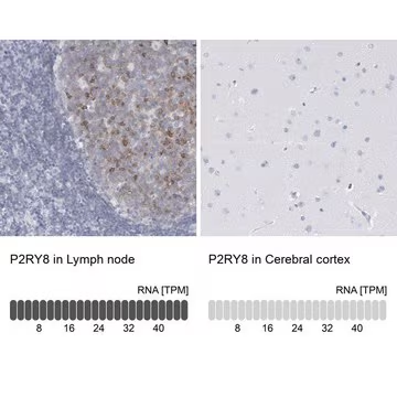 Anti-P2RY8 antibody produced in rabbit, 1 X 100 µL (HPA003631-100UL)