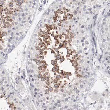 Anti-FSCB antibody produced in rabbit, 1 X 100 µL (HPA003546-100UL)