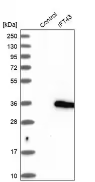 Anti-IFT43 antibody produced in rabbit, 1 X 100 µL (HPA003438-100UL)
