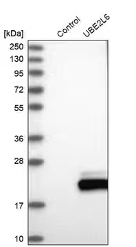 Anti-UBE2L6 antibody produced in rabbit, 1 X 100 µL (HPA003328-100UL)