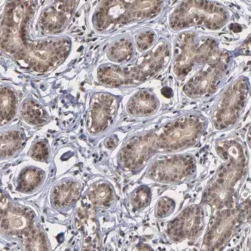 Anti-ZNF419 antibody produced in rabbit, 1 X 100 µL (HPA003274-100UL)