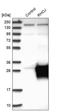 Anti-RHOJ antibody produced in rabbit, 1 X 100 µL (HPA003050-100UL)
