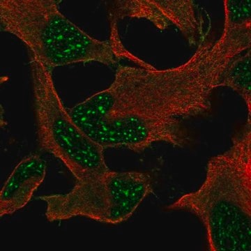 Anti-DRP2 antibody produced in rabbit, 1 X 100 µL (HPA002949-100UL)