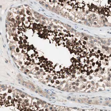 Anti-CGRRF1 antibody produced in rabbit, 1 X 100 µL (HPA002930-100UL)