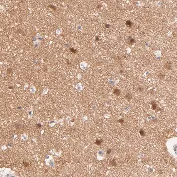 Anti-TXNL1 antibody produced in rabbit, 1 X 100 µL (HPA002828-100UL)