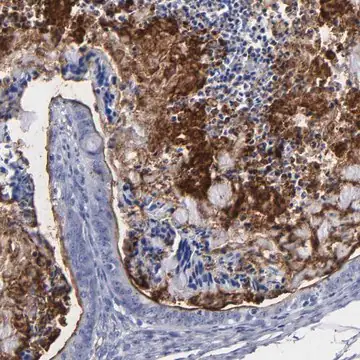 Anti-TM4SF1 antibody produced in rabbit, 1 X 100 µL (HPA002823-100UL)