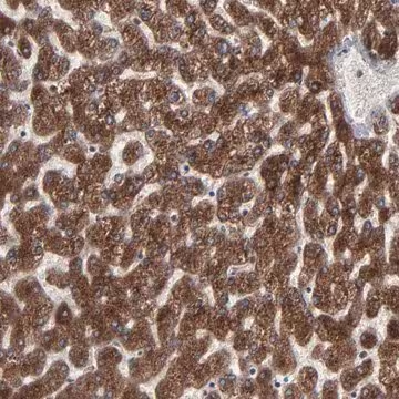 Anti-CNIH1 antibody produced in rabbit, 1 X 100 µL (HPA002544-100UL)