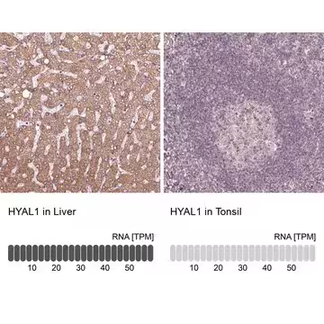 Anti-HYAL1 antibody produced in rabbit, 1 X 100 µL (HPA002112-100UL)