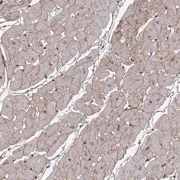 Anti-LAMB2 antibody produced in rabbit, 1 X 100 µL (HPA001895-100UL)