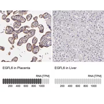 Anti-EGFL6 antibody produced in rabbit, 1 X 100 µL (HPA001838-100UL)