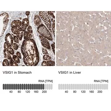 Anti-VSIG1 antibody produced in rabbit, 1 X 100 µL (HPA001445-100UL)