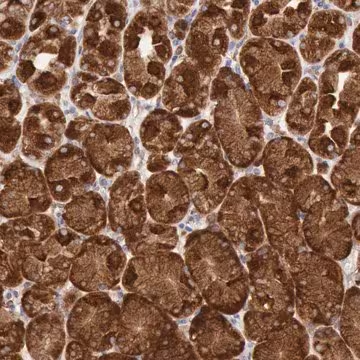 ANTI-ERP44 antibody produced in rabbit, 1 X 100 µL (HPA001318-100UL)