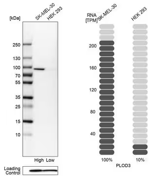 Anti-PLOD3 antibody produced in rabbit, 1 X 100 µL (HPA001236-100UL)
