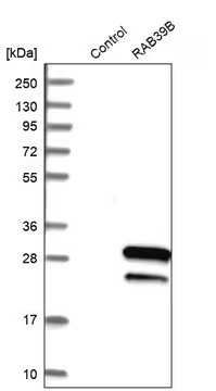 Anti-RAB39B antibody produced in rabbit, 1 X 100 µL (HPA001114-100UL)