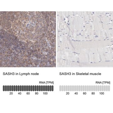 ANTI-SASH3 antibody produced in rabbit, 1 X 100 µL (HPA001085-100UL)