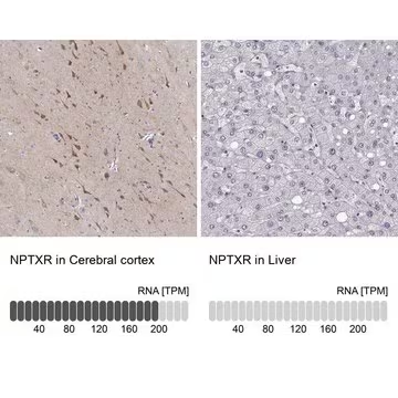 ANTI-NPTXR antibody produced in rabbit, 1 X 100 µL (HPA001079-100UL)