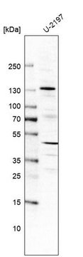 Anti-FGD1 antibody produced in rabbit, 1 X 100 µL (HPA000911-100UL)