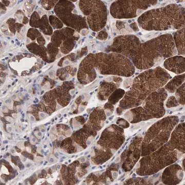 Anti-INF2 antibody produced in rabbit, 1 X 100 µL (HPA000724-100UL)
