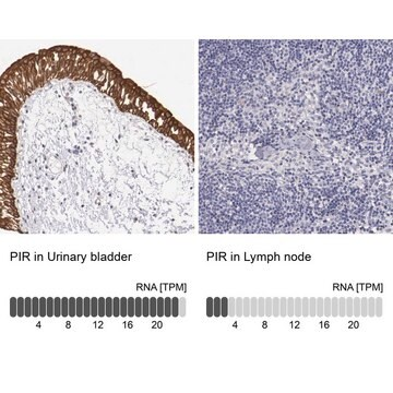 Anti-PIR antibody produced in rabbit, 1 X 100 µL (HPA000697-100UL)