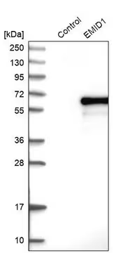 Anti-EMID1 antibody produced in rabbit, 1 X 100 µL (HPA000592-100UL)