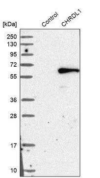 Anti-CHRDL1 antibody produced in rabbit, 1 X 100 µL (HPA000226-100UL)