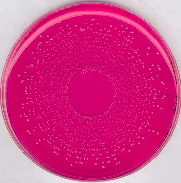 GranuCult® Mannitol salt phenol-red agar, 1 X 500 g (1054040500)