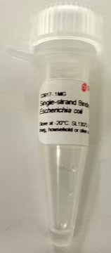 Single-strand Binding Protein from Escherichia coli, 1 X 0.1 mg (S3917-.1MG)