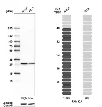 Anti-FAM92A antibody produced in rabbit, 1 X 100 µL (HPA034760-100UL)