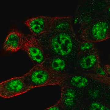 Anti-POLR2D antibody produced in rabbit, 100 µL (HPA034694-100UL)