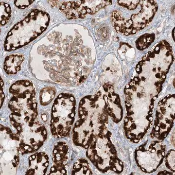Anti-EIF5B antibody produced in rabbit, 1 X 100 µL (HPA034648-100UL)