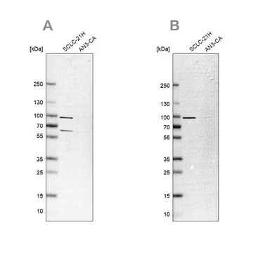 Anti-PNPT1 antibody produced in rabbit, 100 µL (HPA034602-100UL)