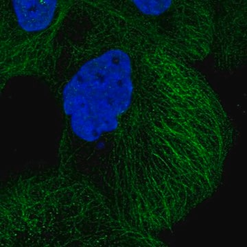 Anti-DIAPH3 antibody produced in rabbit, 100 µL (HPA032151-100UL)