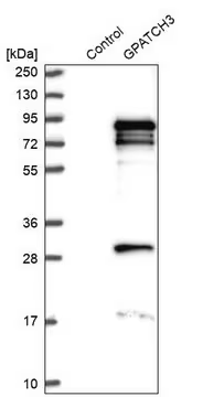 Anti-GPATCH3 antibody produced in rabbit, 1 X 100 µL (HPA032078-100UL)