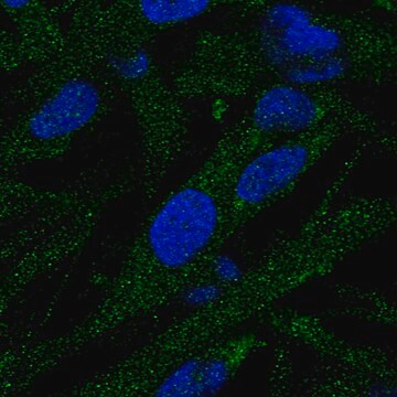 Anti-EPG5 antibody produced in rabbit, 1 X 100 µL (HPA031689-100UL)
