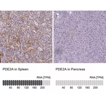 Anti-PDE2A antibody produced in rabbit, 100 µL (HPA031192-100UL)