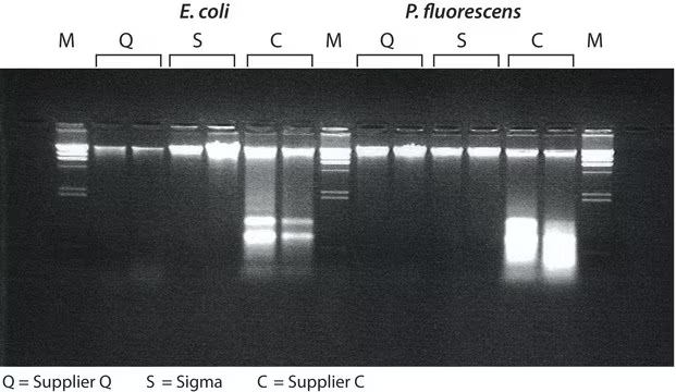 GenElute™ Bacterial Genomic DNA Kits, 1 X 1 kit (NA2120-1KT)