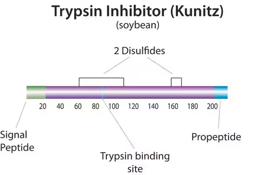 Trypsin inhibitor from Glycine max (soybean), 1 X 500 mg (T6522-500MG)