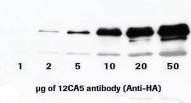 Anti-HA (12CA5), 200 µG (11583816001)