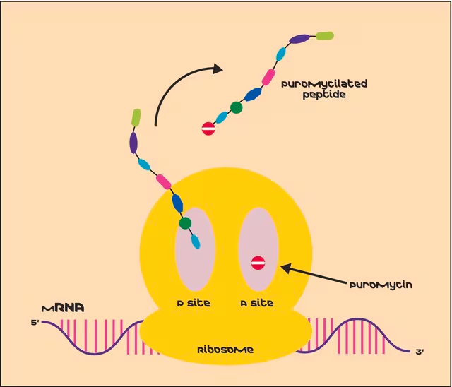 Puromycin dihydrochloride from Streptomyces alboniger, 1 X 25 mg (P8833-25MG)