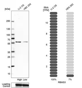 Anti-RBMS3 antibody produced in rabbit, 1 X 100 µL (HPA034719-100UL)